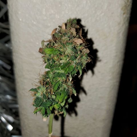 Unknown strain growlog photo: Time to chop this one down.  Have 4 left that are more cloudy than clear.   Still no Amber