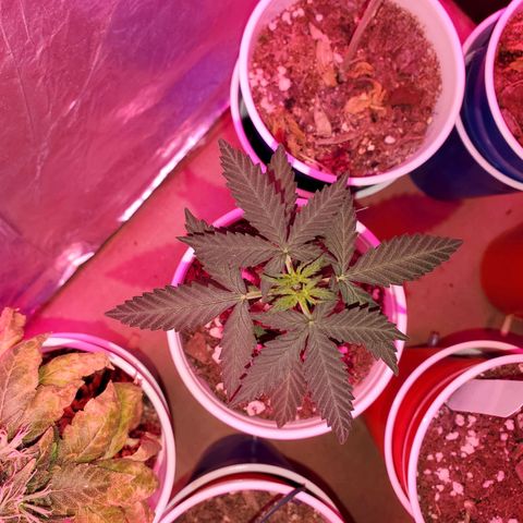 Blueberry Auto growlog timeline photo