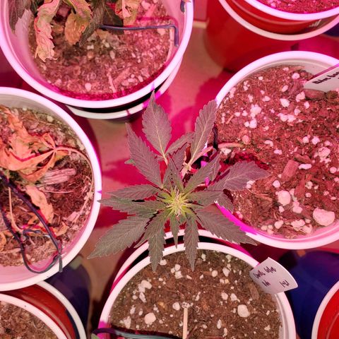 Blueberry Auto growlog timeline photo