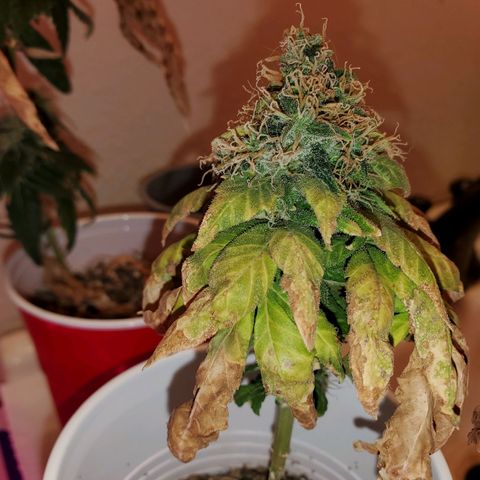 Unknown strain growlog photo: Chop chop