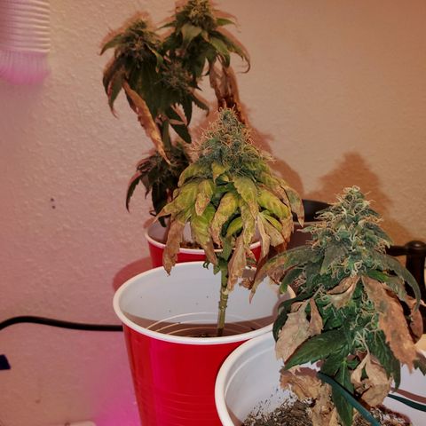Unknown strain growlog photo: Chop chop