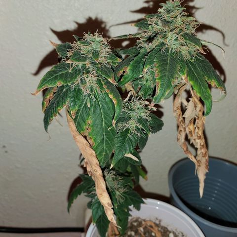 Unknown strain growlog photo: Chop chop