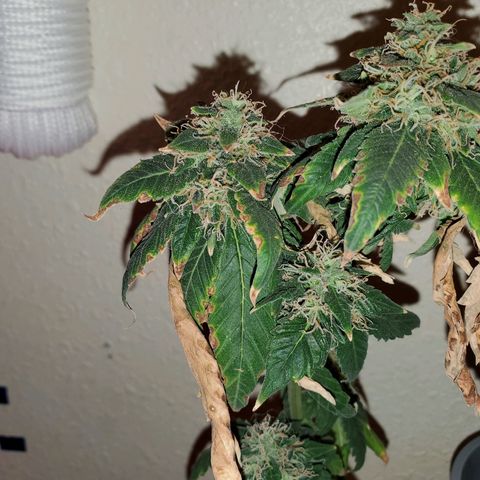 Unknown strain growlog photo: Chop chop