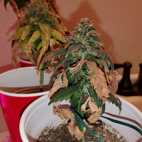 Unknown strain growlog photo: Chop chop