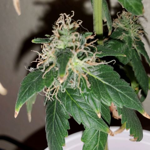 Unknown strain growlog photo: Chop chop