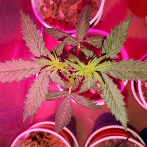 Blueberry Auto growlog timeline photo