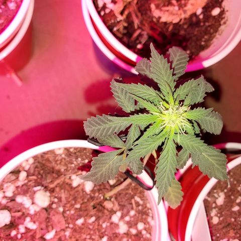 Blueberry Auto growlog timeline photo