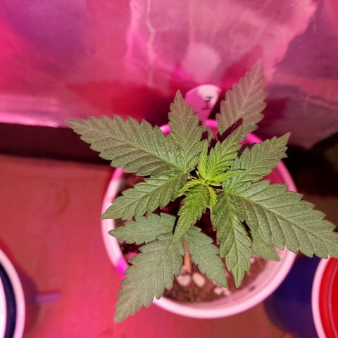 Blueberry Auto growlog timeline photo