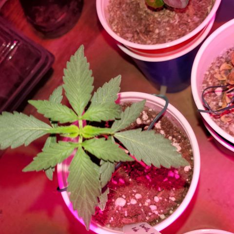 Blueberry Auto growlog timeline photo