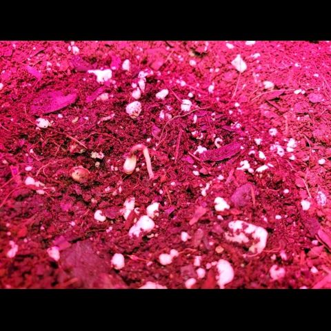 Blue Gorilla Autos growlog photo: Blueberry popped today! Day 1.  Gorilla glue looks like it isncoming out,  I see the soil rising