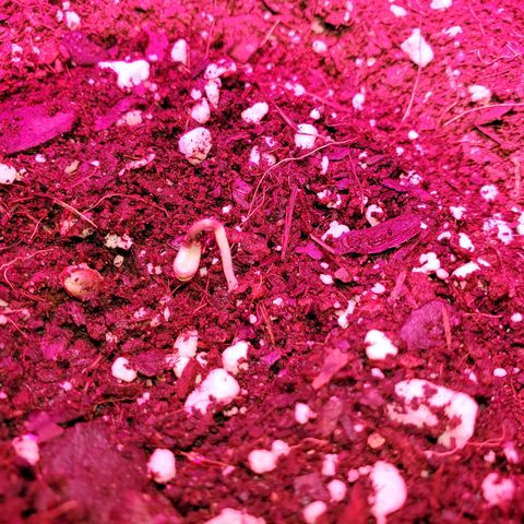 Blue Gorilla Autos growlog photo: Blueberry popped today! Day 1.  Gorilla glue looks like it isncoming out,  I see the soil rising