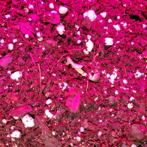 Blue Gorilla Autos growlog photo: Gorllia glue popped out more so this morning