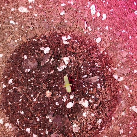 Blue Gorilla Autos growlog photo: Blueberry Auto