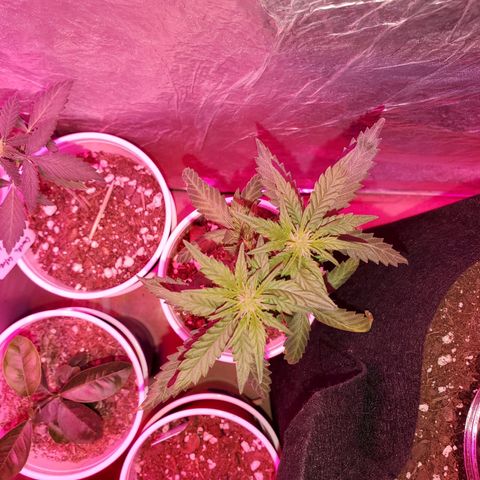 Blueberry Auto growlog photo: Blueberry Auto.  Yes one is topped