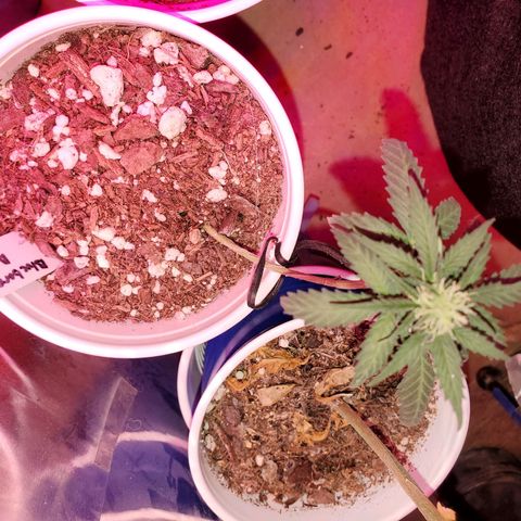 Blueberry Auto growlog photo: Blueberry Auto.  Yes one is topped