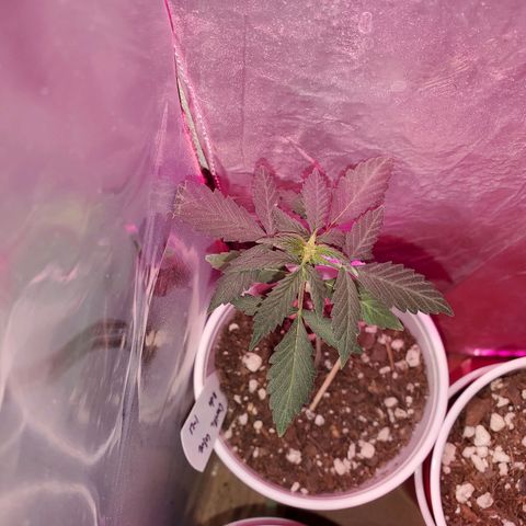 Blueberry Auto growlog photo: Gorilla Glue Auto 