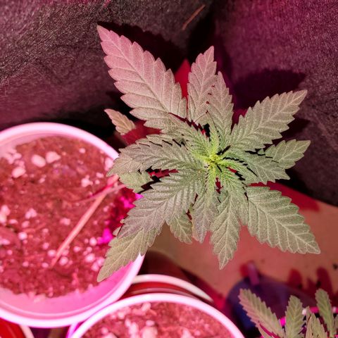 Blueberry Auto growlog photo: ACDC CBD 