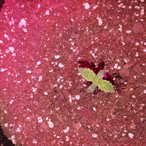 Blue Gorilla Autos growlog photo: Blueberry 