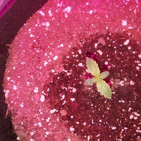 Blue Gorilla Autos growlog photo: Blueberry 