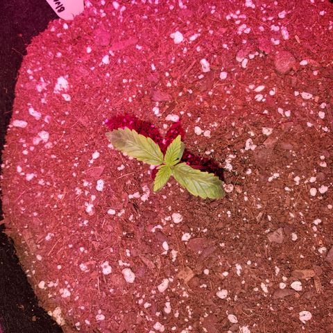 Blue Gorilla Autos growlog photo: Blueberry Auto