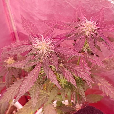 Blueberry Auto growlog photo: Blueberry's