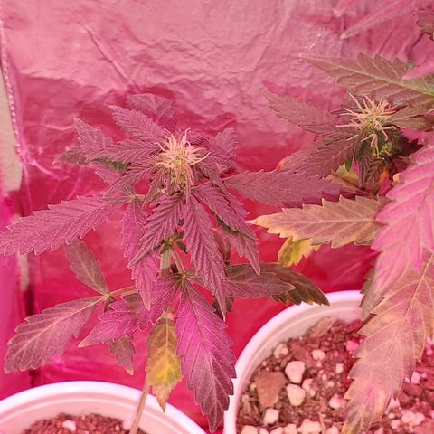 Blueberry Auto growlog photo: Gorilla Glue