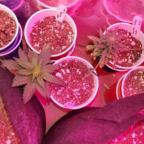 Blueberry Auto growlog photo: ACDC CBD
