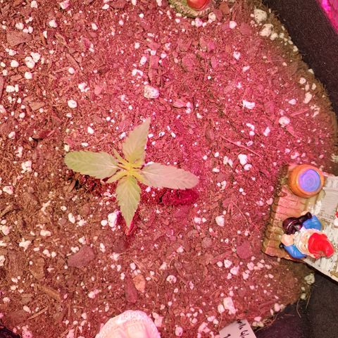 Blue Gorilla Autos growlog photo: Gorilla Glue 
