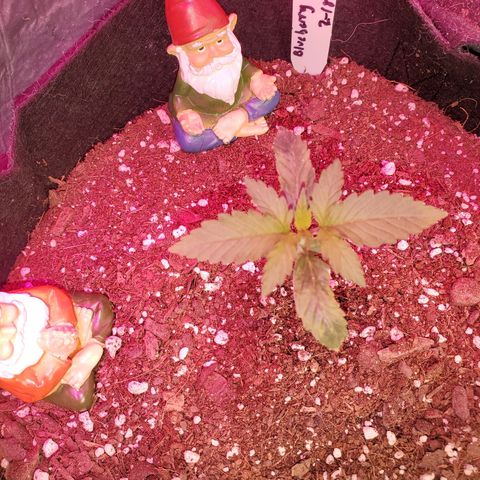 Blue Gorilla Autos growlog photo: Blueberry 