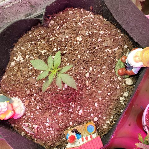 Blue Gorilla Autos growlog photo: GG