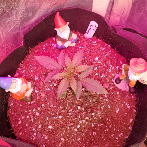 Blue Gorilla Autos growlog photo: Blueberry 
