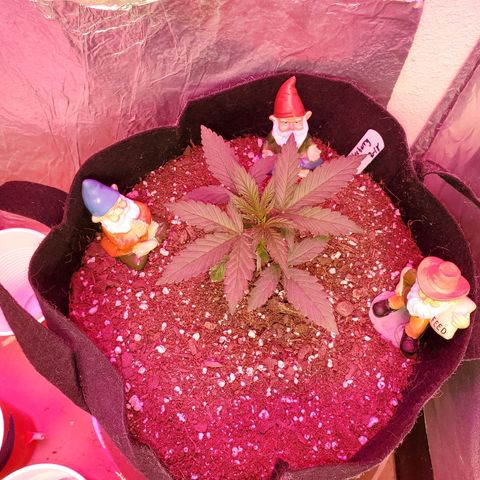 Blue Gorilla Autos growlog photo: Blueberry 