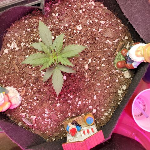 Blue Gorilla Autos growlog photo: Gorilla Glue 