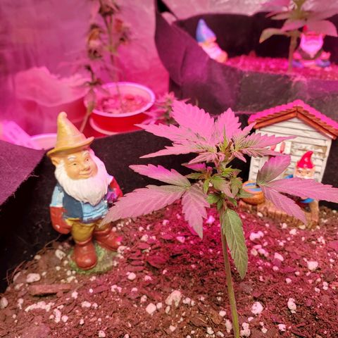 Blue Gorilla Autos growlog photo: Gorilla glue 