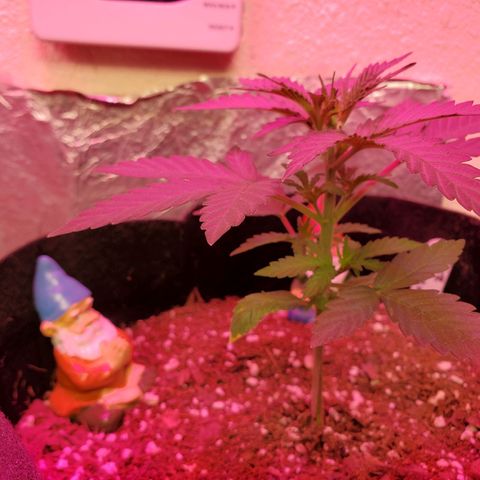 Blue Gorilla Autos growlog photo: Blueberry