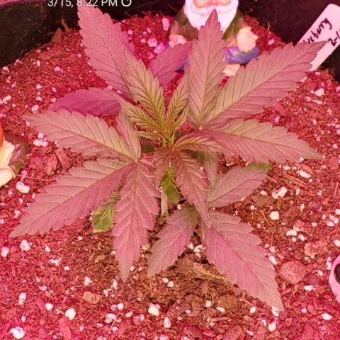 Blue Gorilla Autos growlog photo: Blueberry 