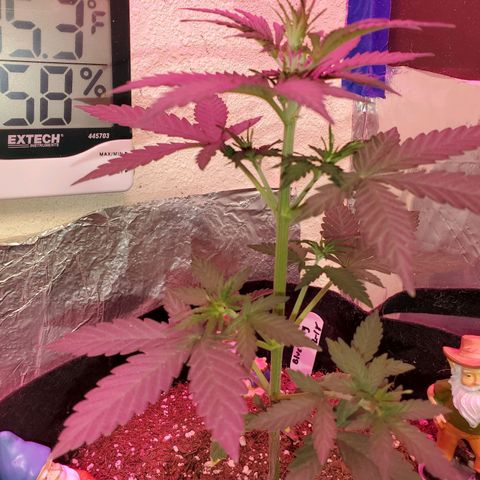 Blue Gorilla Autos growlog photo: Blueberry 