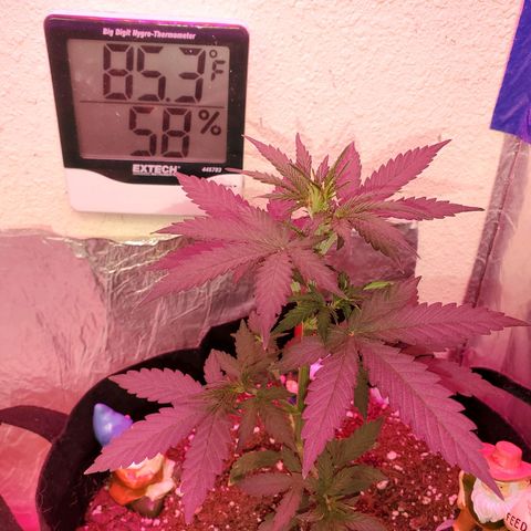 Blue Gorilla Autos growlog photo: Blueberry 