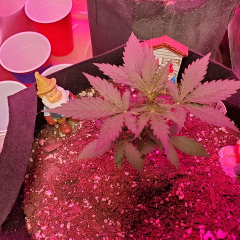 Blue Gorilla Autos growlog photo: GG