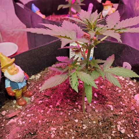 Blue Gorilla Autos growlog photo: GG