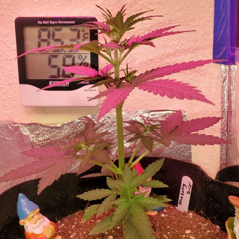 Blue Gorilla Autos growlog photo: Old picture, but she started to flower 