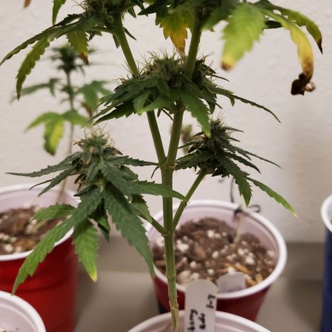 Blueberry Auto growlog photo: Blueberry has a few weeks left