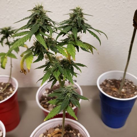 Blueberry Auto growlog photo: Blueberry has a few weeks left