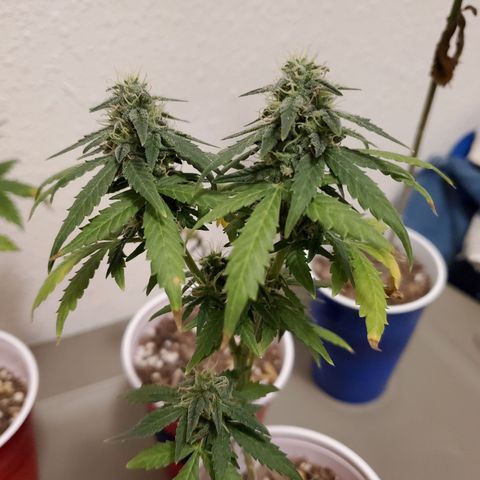 Blueberry Auto growlog photo: Blueberry has a few weeks left