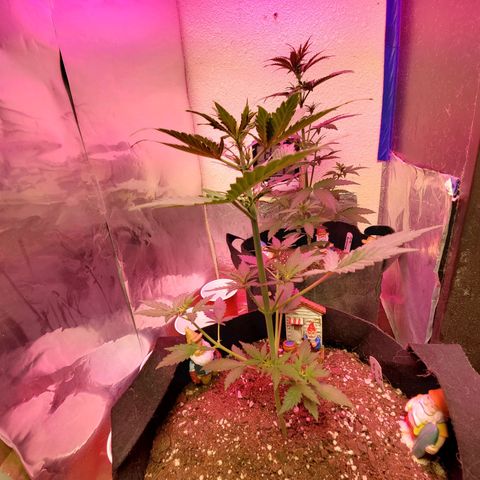 Blue Gorilla Autos growlog photo: Gorilla glue Auto