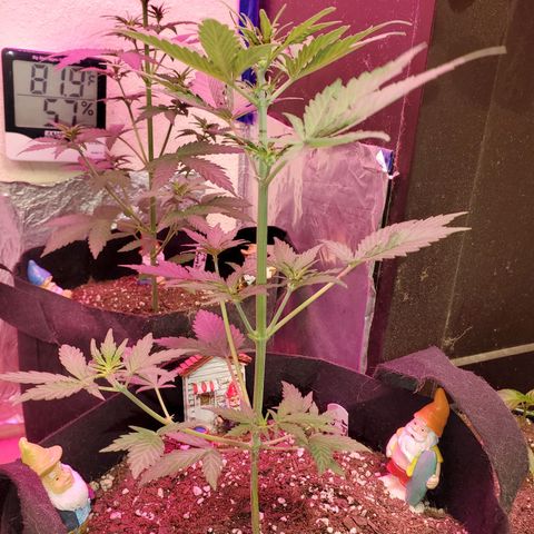 Blue Gorilla Autos growlog photo: Gorilla glue Auto