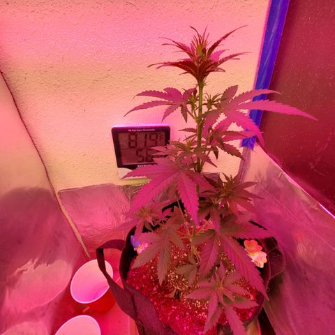 Blue Gorilla Autos growlog photo: Blueberry Auto