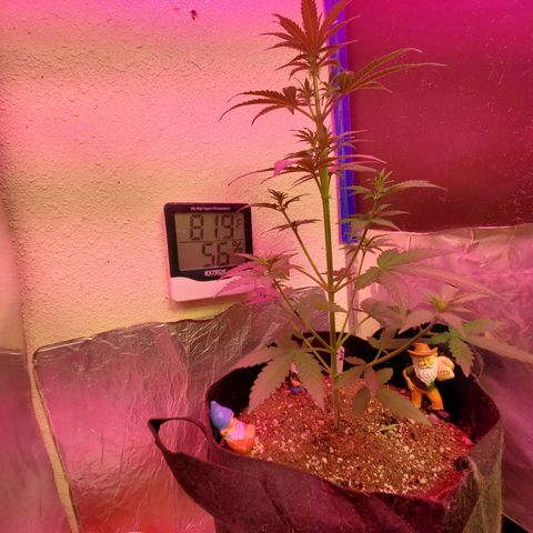 Blue Gorilla Autos growlog photo: Blueberry Auto