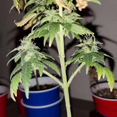 Blueberry Auto growlog photo: Blueberry Auto
