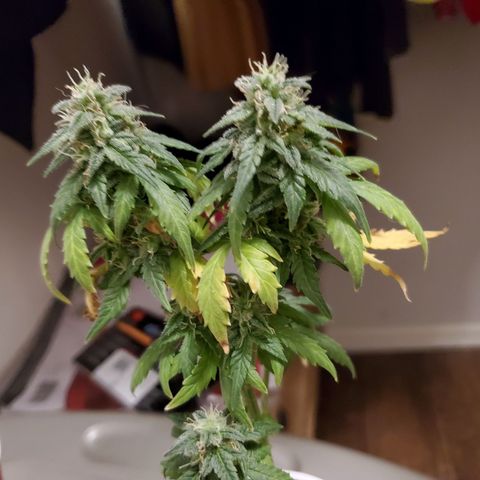 Blueberry Auto growlog photo: Blueberry Auto